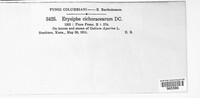 Golovinomyces cichoracearum image